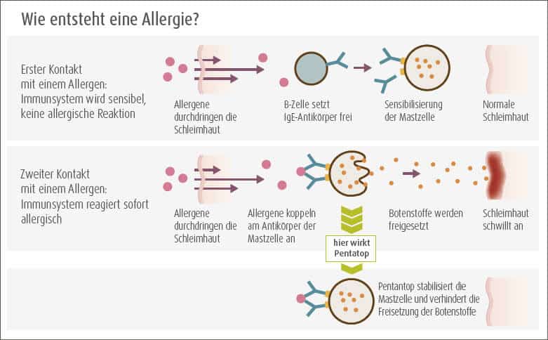 Entstehung Nahrungsmittelallergie