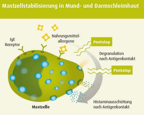 Mastzellstabilisierung